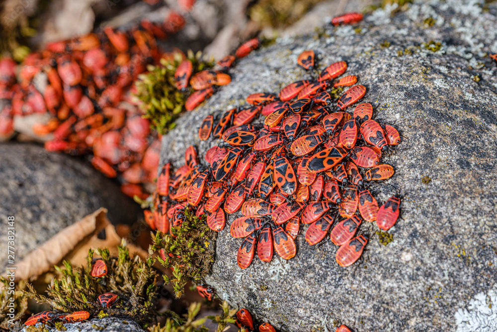 small red beatles nesting on the rocks in summer. Pyrrhocoris apterus small red beatles nesting on the rocks in summer. Pyrrhocoris apterus