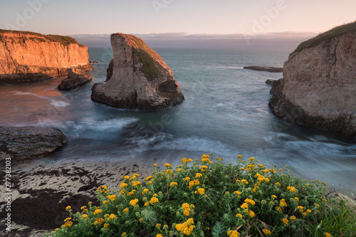 Panoramic view over Shark Fin Cove (Shark Tooth Beach). Davenport, Santa Cruz County, California, USA. Sunset in California - waves and sun hitting these beautiful rock formations with flowers.