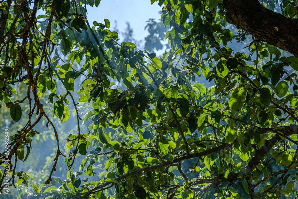sun rays in smoke shining through apple tree branches in summer evening sun rays in smoke shining through apple tree branches in summer evening