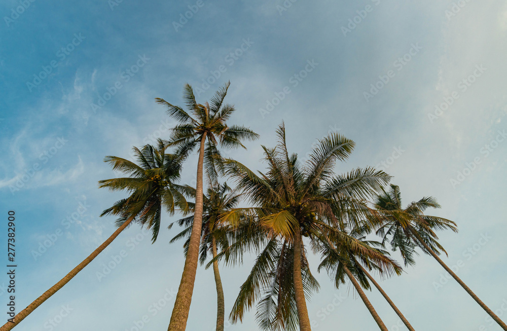 Obraz premium coconut tress with vibrant warm light against blue sky background