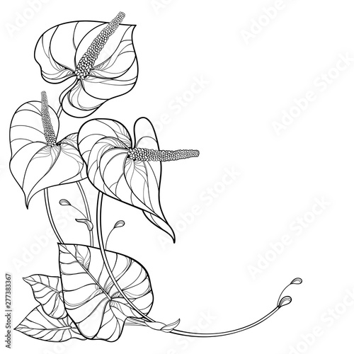 Round bouquet of outline tropical plant Anthurium or Anturium flower bunch and leaves in black isolated on white background.
