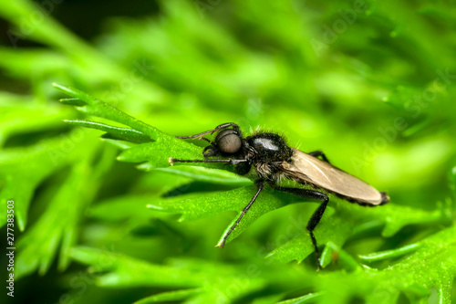 Housefly isolated on white background