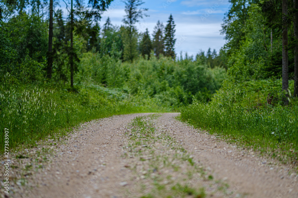 Fototapeta premium romantic gravel dirt road in countryside in summer green evening