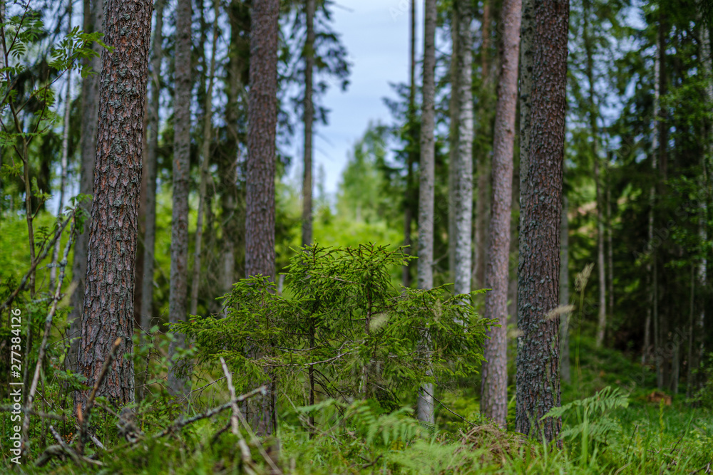summer forest lush with green folaige vegetation, tree branches and leaves summer forest lush with green folaige vegetation, tree branches and leaves