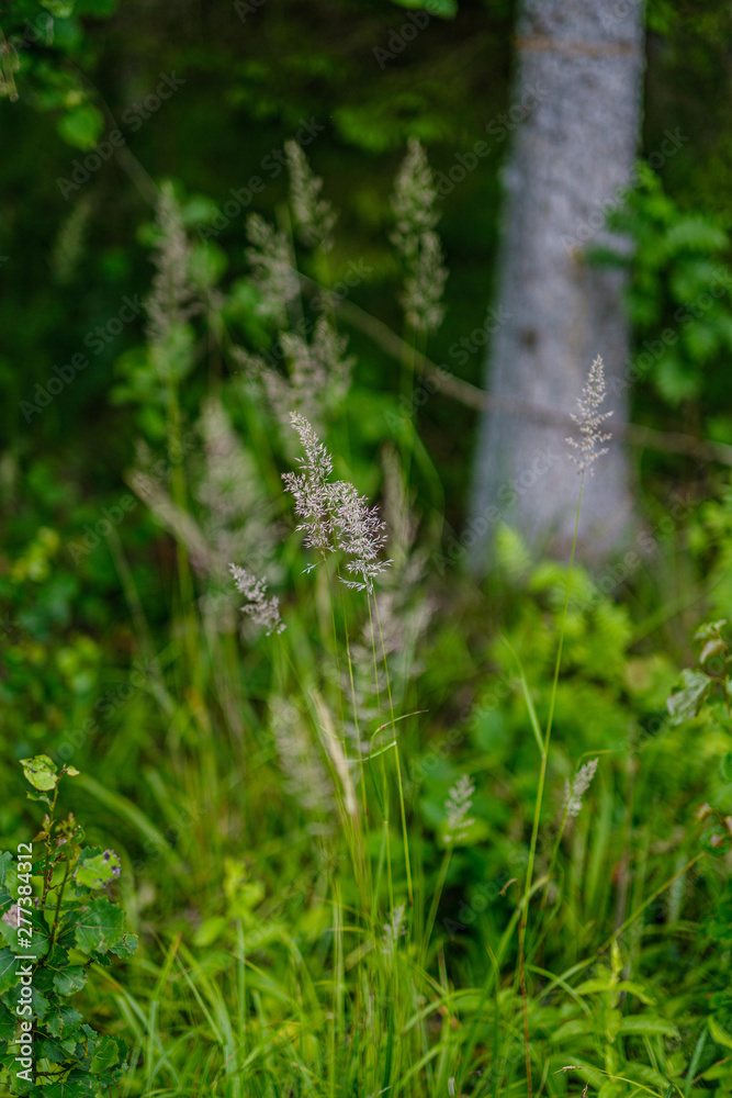 summer forest lush with green folaige vegetation, tree branches and leaves summer forest lush with green folaige vegetation, tree branches and leaves