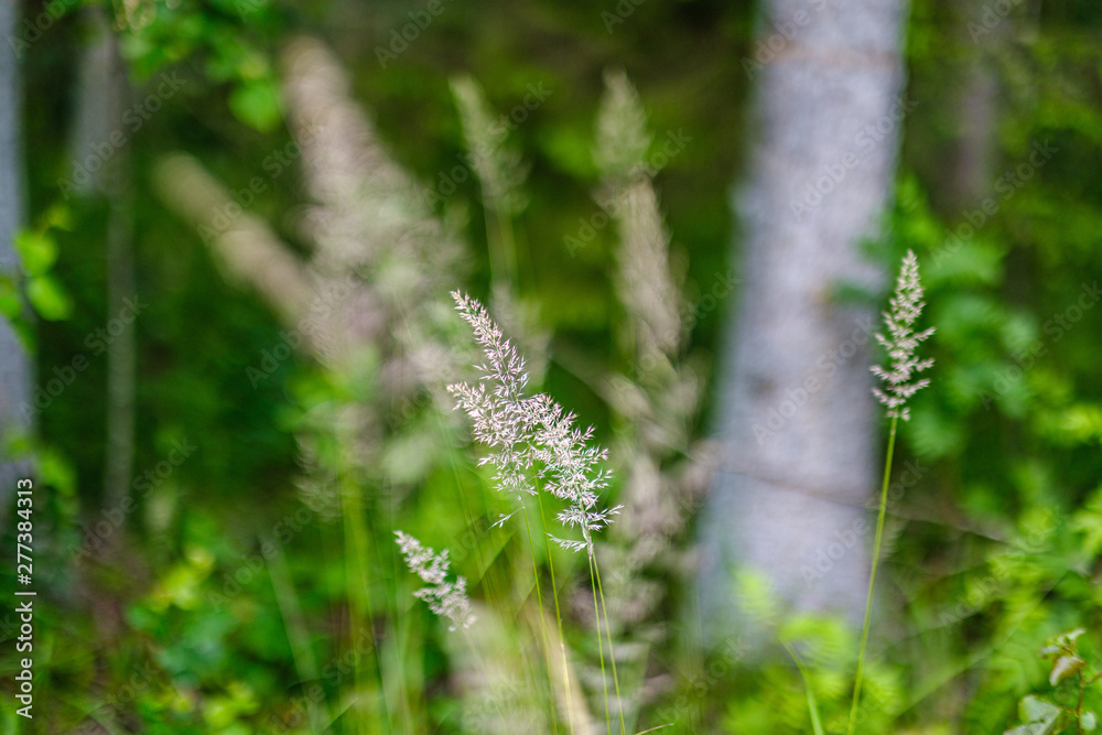 summer forest lush with green folaige vegetation, tree branches and leaves summer forest lush with green folaige vegetation, tree branches and leaves