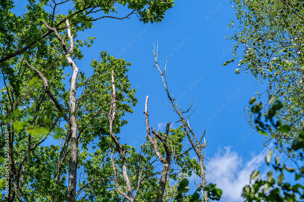Fototapeta premium tree trunks on a dark green blur background in forest in summer