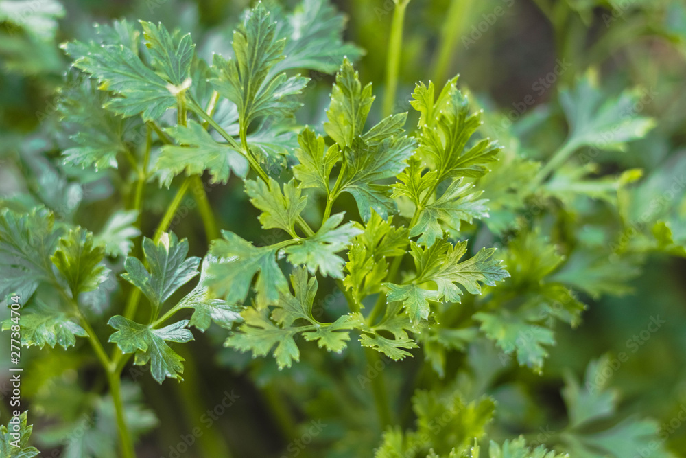 Green parsley growing in garden. Close-up of fresh parsley leaves. Fragrant edible herb.