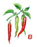 Hot chili pepper Capsicum annuum (syn. Capsicum frutescens), branch with fruits and pod in the section, watercolor painting on a white background, isolated