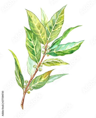 Laurel branch (Laurus nobilis L.), bay leaf, spice for cooking, watercolor painting on white background, isolated