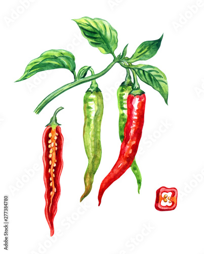 Fotografia Hot chili pepper Capsicum annuum (syn