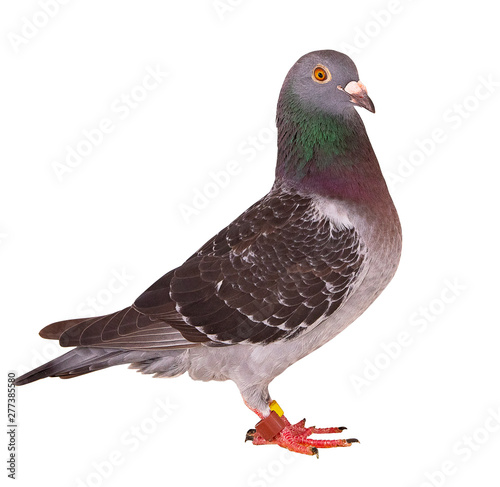 full body of black feather homing pigeon bird isolated white background