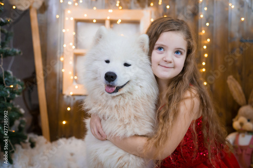 Fototapeta Naklejka Na Ścianę i Meble -   Girl and samoyed husky dog. Christmas