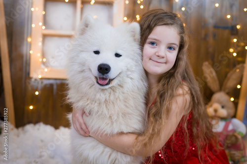 Girl and samoyed husky dog. Christmas © erainbow