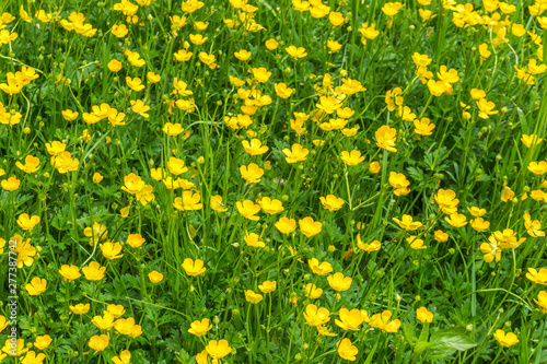 Yellow Wildflowers Background 2