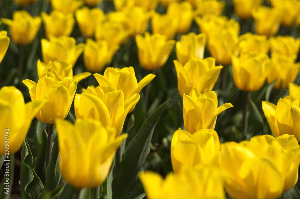 Obraz premium Beautiful natural background with tulips. Wallpaper for screensavers.