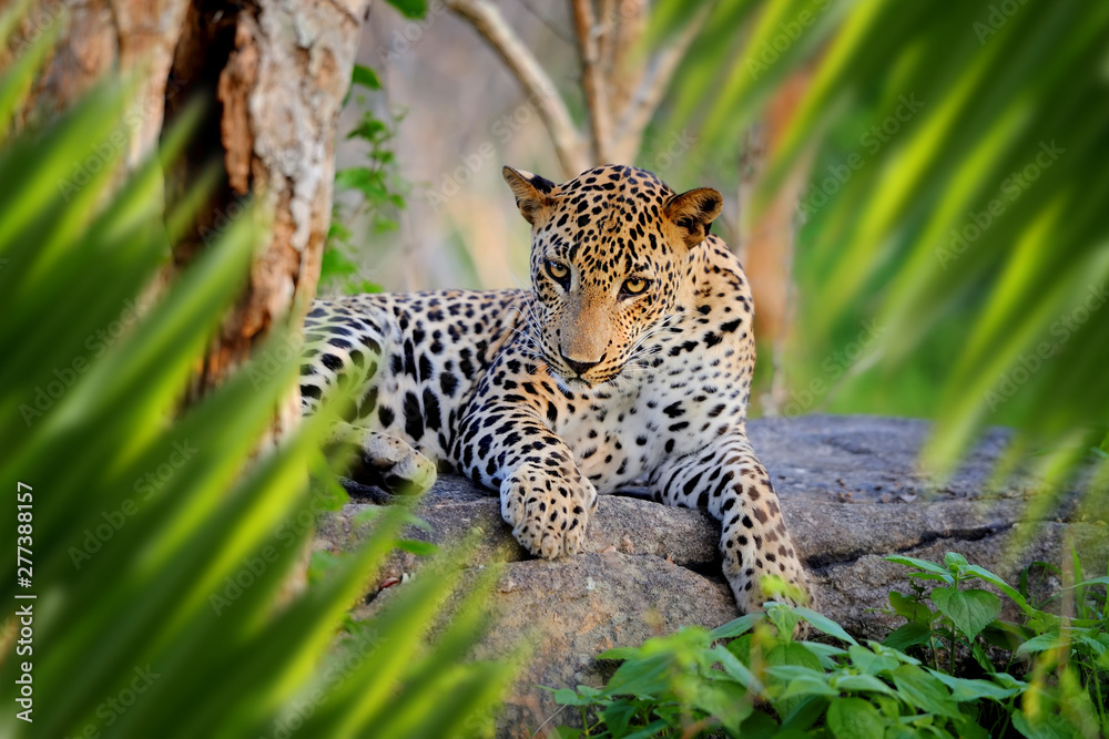 Leopard portrait in jungle Leopard portrait in jungle