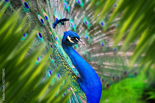 Photography Peacock portrait in jungle