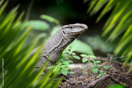 Large monitor lizard portrait in jungle
