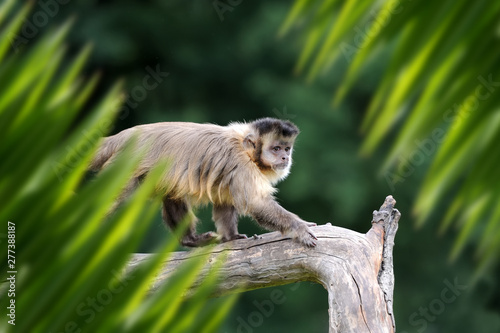 Fototapeta Naklejka Na Ścianę i Meble -  Monkey portrait in jungle