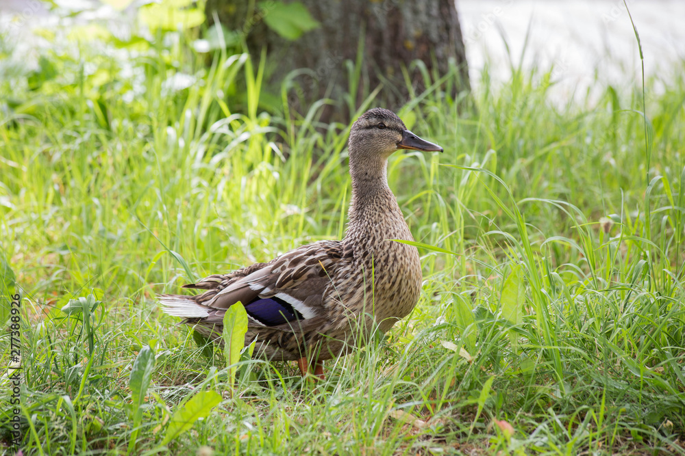 wild duck walks on green grass in nature, beautiful spring portrait wild duck walks on green grass in nature, beautiful spring portrait