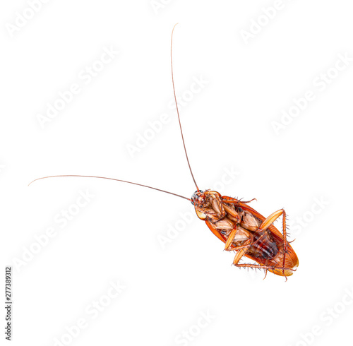 close-up cockroach isolated on white background. © sathit