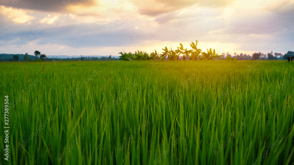Beautiful paddy field rice with sunset in countryside of Thailand for background, banner style concept for text