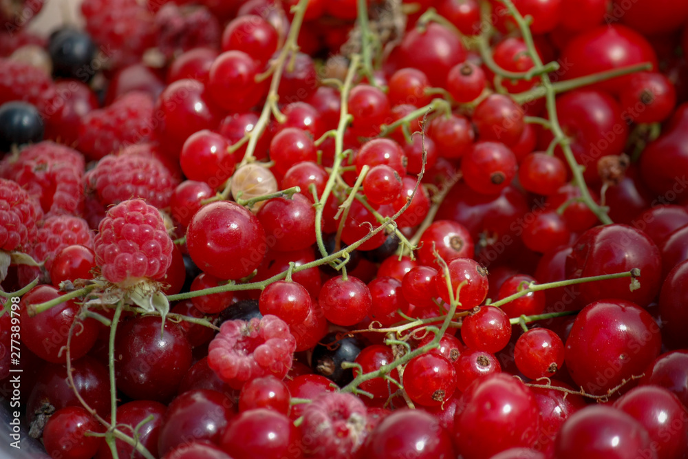 background of ripe juicy berries of red currants, raspberries and cherries. Close-up plan view from above. background of ripe juicy berries of red currants, raspberries and cherries. Close-up plan view from above.