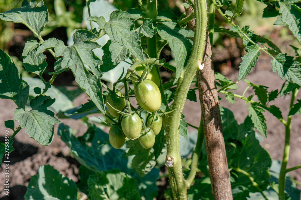 Unripe green tomatoes growing in the garden. Tomatoes in the open air in an organic garden with green fruits. Green tomatoes on a branch.