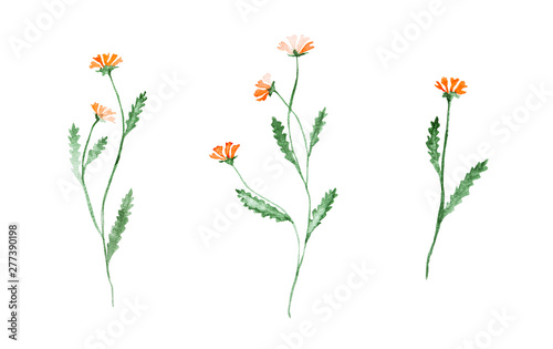 Little orange flowers, watercolor painting - hand drawn blossom isolated on white background