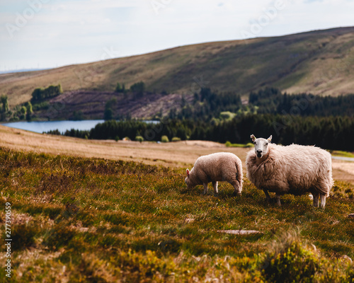 Sheep on Pen y Fan