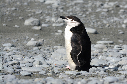 Z  gelpinguin am Strand