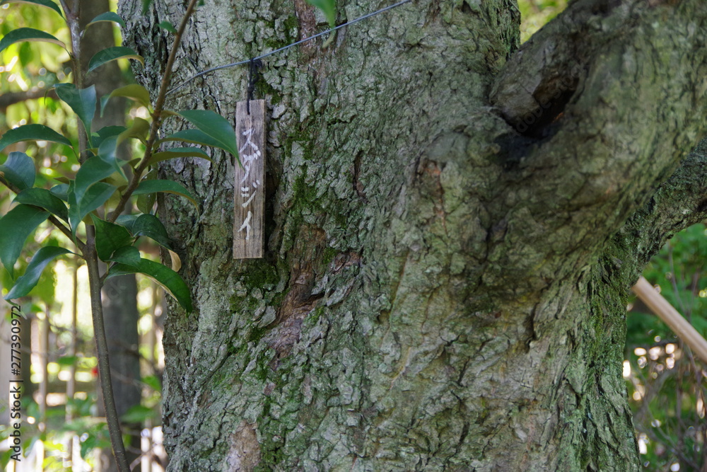 Obraz premium スダジイ