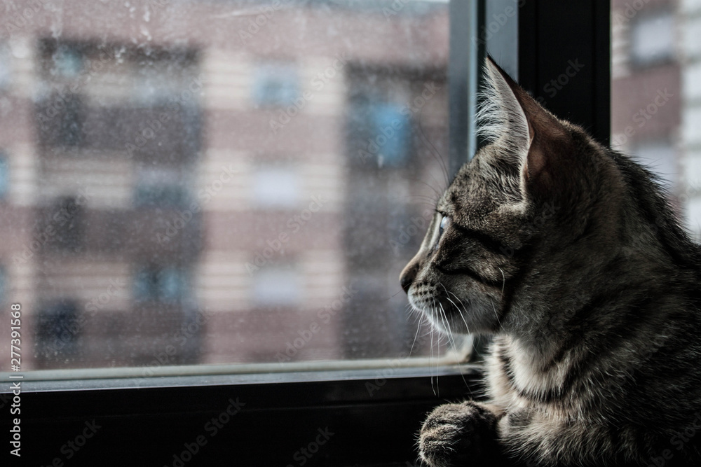 Gato mirando por la ventana al horizonte