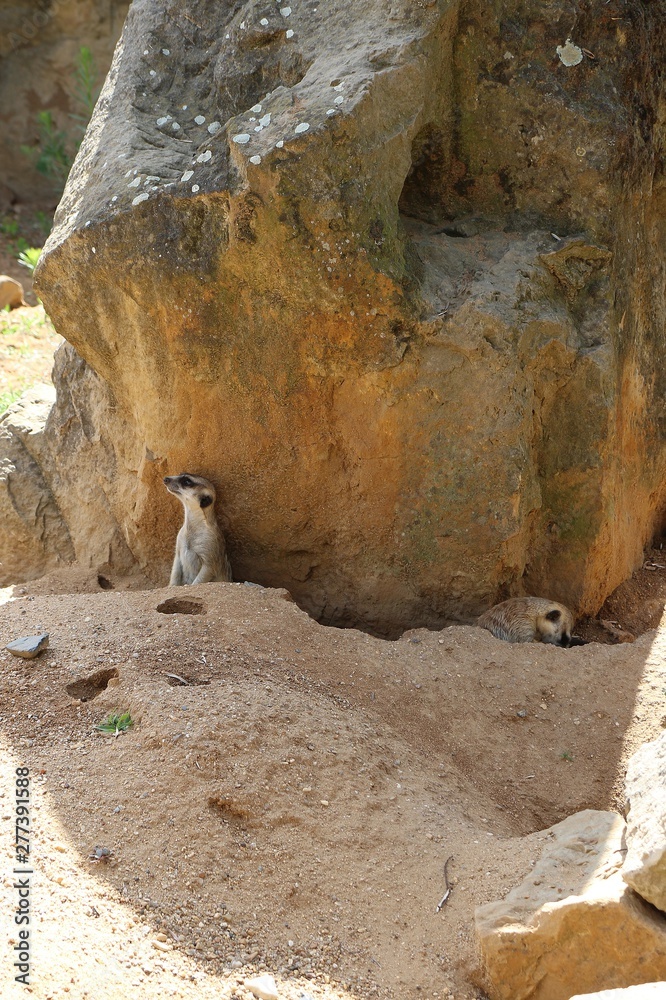 meerkat, zoo, praha, rock, nature, stone, desert, sandstone, rocks, park, cliff, meerkat, zoo, praha, rock, nature, stone, desert, sandstone, rocks, park, cliff,