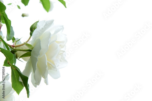 Weiße edle Rosen isoliert vor hellen Hintergrund mit Textfreiraum
