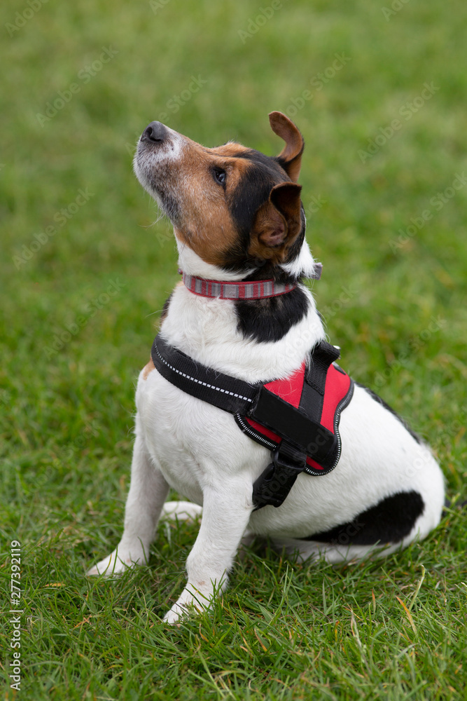 Cute Jack Russell dog