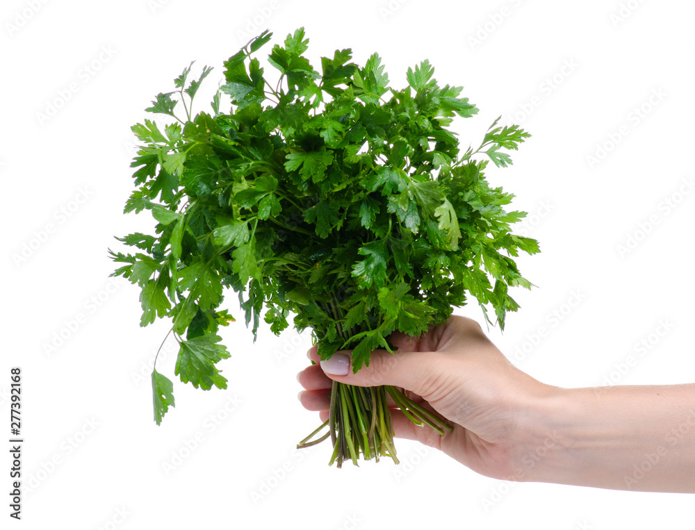 Bunch of fresh green parsley in hand on white background isolation Bunch of fresh green parsley in hand on white background isolation
