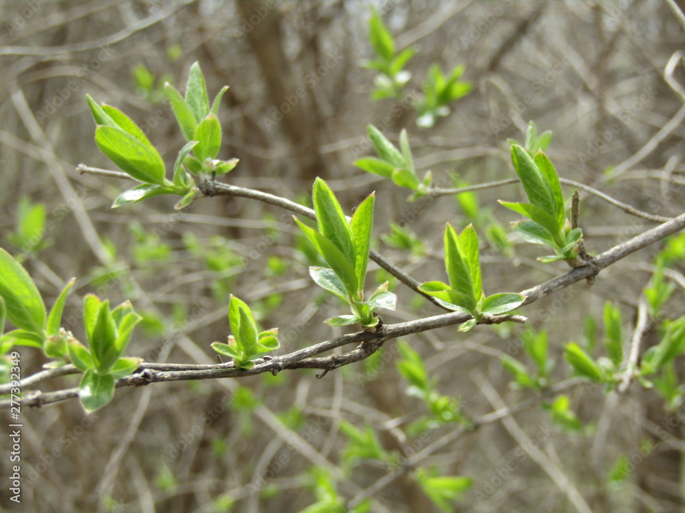 Fototapeta premium nature photo