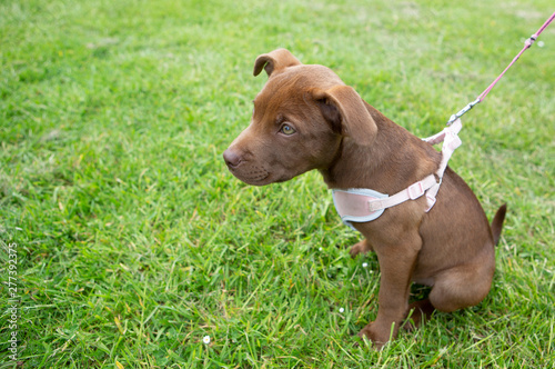 Puppy sitting down wearing a pink harness