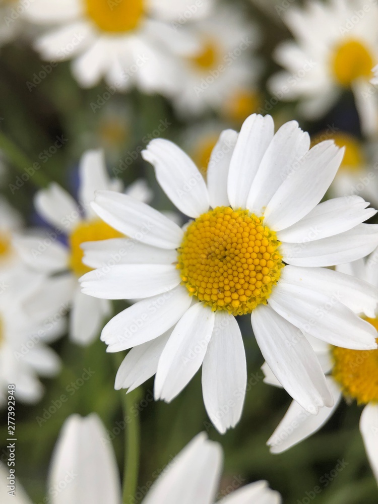 Fototapeta premium daisies in the garden
