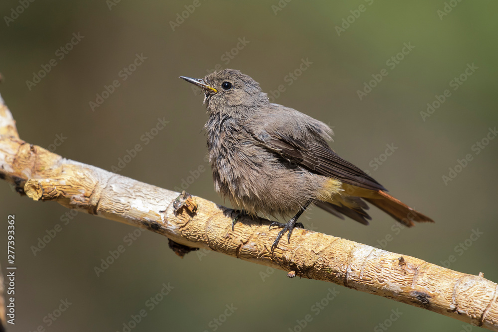 Obraz premium Black redstart chicken, (Phoenicurus ochruros), on its perch waiting for food.