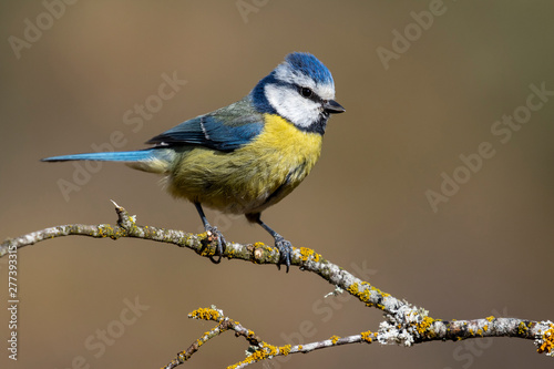 blue tit, (Cyanistes caeruleus), perched on the branch of a tree photo