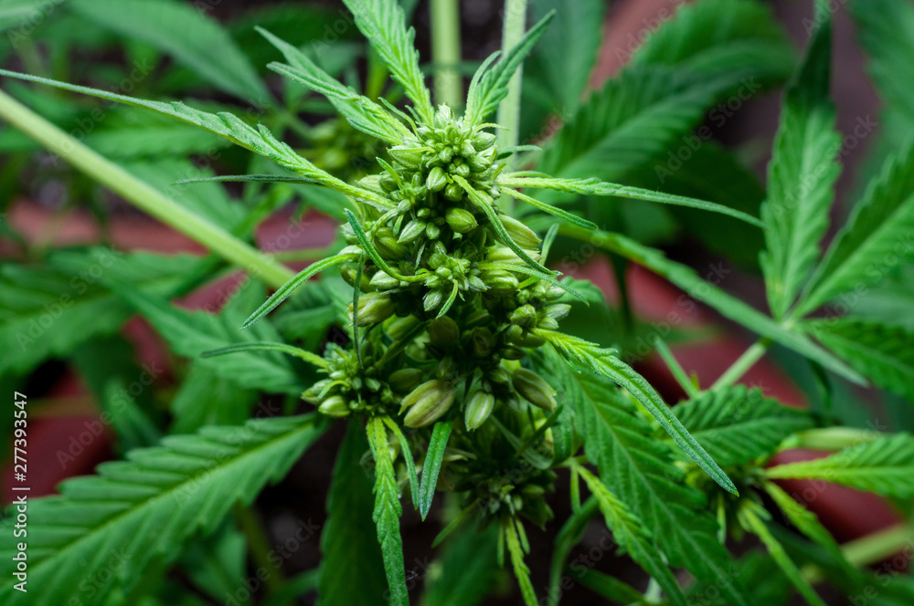 male or hermaphrodite cannabis plant in bloom male or hermaphrodite cannabis plant in bloom
