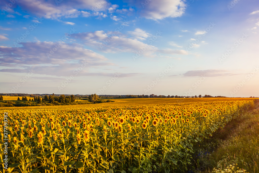 Summer field of blooming sunflowers at sunset with blue sky above. Natural background. Agriculture