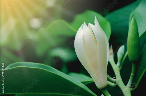 White Champaka flower or Michelia alba. have smells aroma on green tree in garden photo