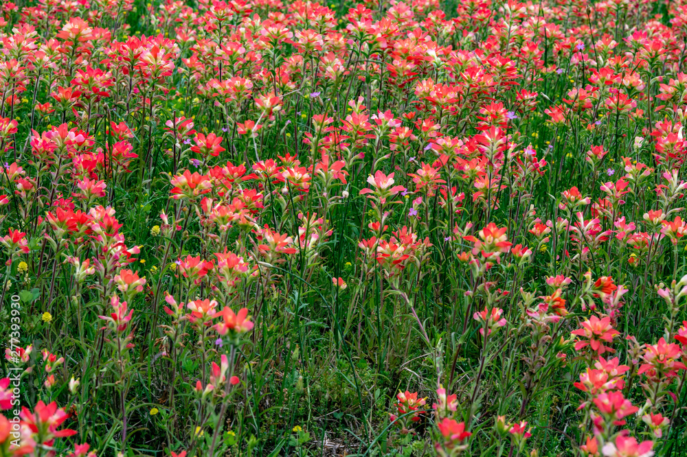 Texas Wildflower Field Spring State Flower Flowers