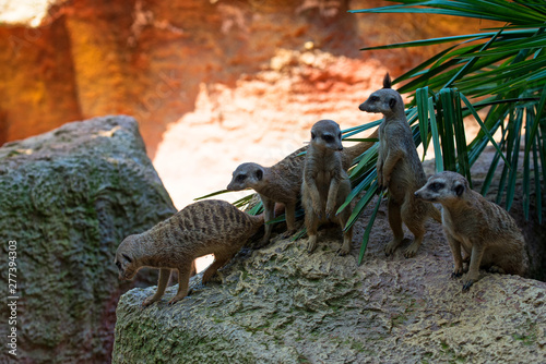 Many Meerkats on the rock / Suricata suricatta
