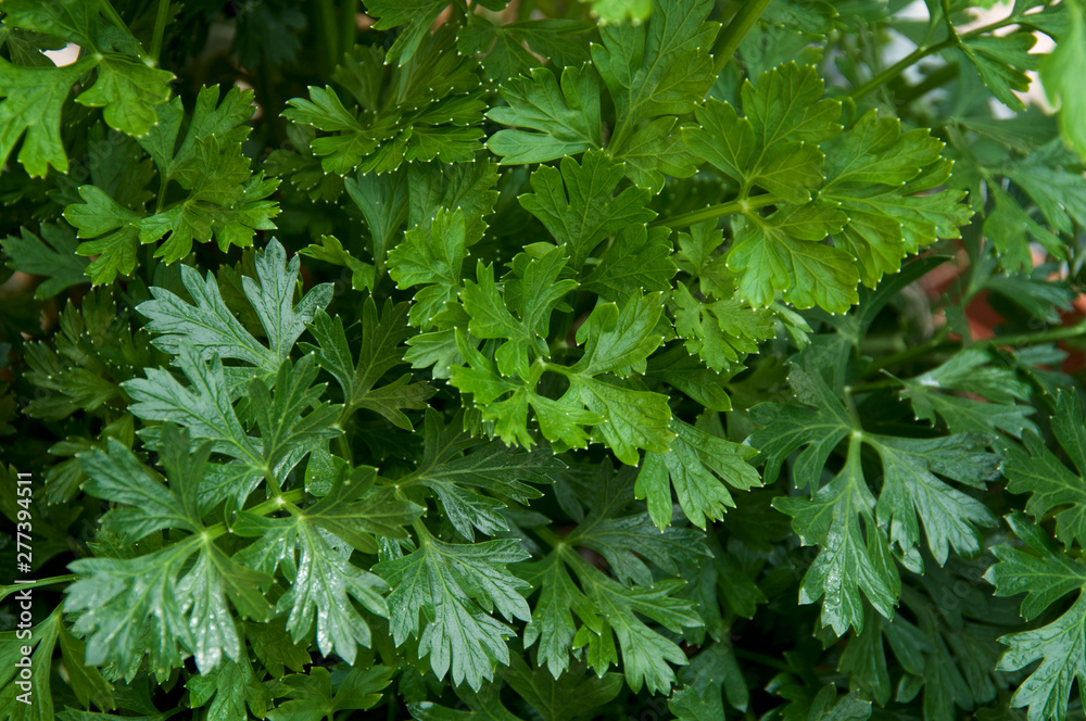 Close up of green curly Italian parsley plant leaves growing in pot. Close up of green curly Italian parsley plant leaves growing in pot.