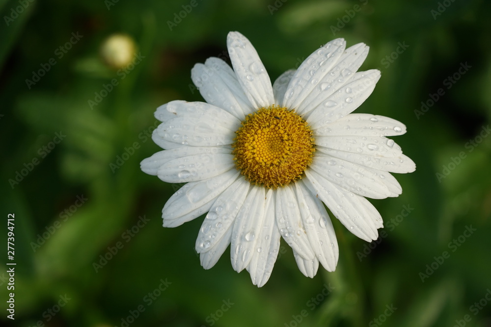 White Daisy with Rain Drops Isolated Macro White Daisy with Rain Drops Isolated Macro